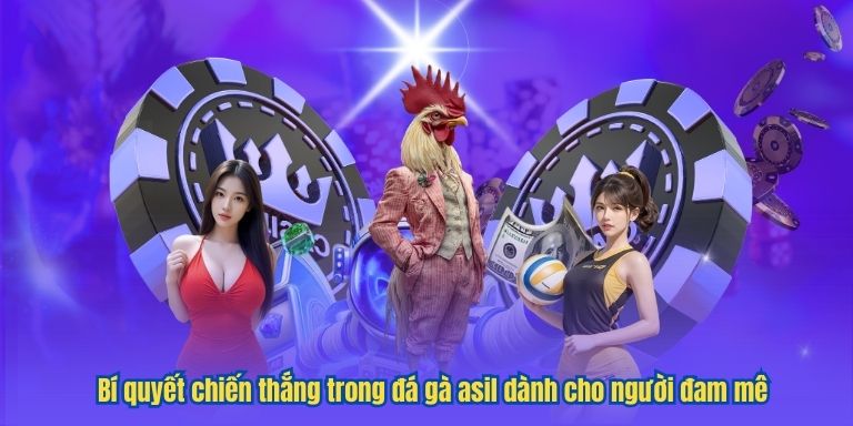 Đá Gà Asil – Đỉnh Cao Nghệ Thuật Chọi Kê Tại LUCK8 4 Bí quyết chiến thắng trong đá gà asil dành cho người đam mê