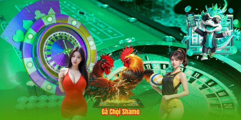 Gà Chọi Shamo
